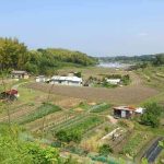 生姜の栽培方法から収穫時期まで解説！失敗しやすい注意点もご紹介