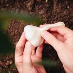 自家製にんにくの栽培方法を解説！プランター・水耕栽培のコツも紹介