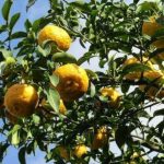 赤唐辛子を使った柚子胡椒の作り方って？作る際の注意点もご紹介