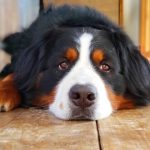 生姜は犬が食べても大丈夫？中毒症状や健康への影響はあるの？