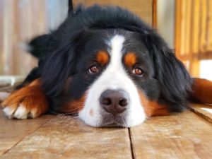 生姜は犬が食べても大丈夫？中毒症状や健康への影響はあるの？