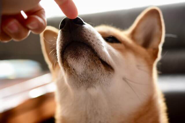 生姜は犬が食べても大丈夫 中毒症状や健康への影響はあるの