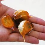 にんにくの栄養と効能とは？成分や効果的な食べ方を徹底解説！