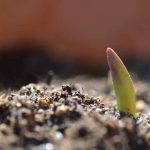 ニンニクの芽には毒があるってホント？芽が出た後も食べられるの？