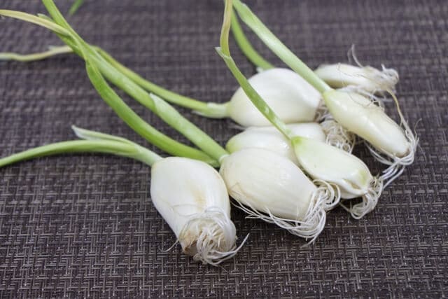 ニンニクの芽には毒があるってホント 芽が出た後も食べられるの