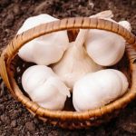 スペイン語でにんにくは「アホ」？"にんにく"を表す各国の言葉を紹介