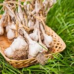 にんにくを漢字で書くとどうなるの？書き方やその成り立ちをご紹介！