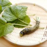 【本当はすごい！】わさびの効果とは？驚きの栄養や成分を徹底解説