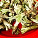 わさび農家は儲かる！？わさび農家になる方法を地域別に詳しくご紹介