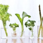 わさび菜炒めの人気レシピ！子供にも人気なわさび菜の料理を解説