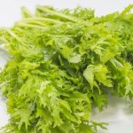 わさび菜の味とは？茎は食べられる？食べ方やからし菜との違いも解説
