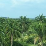 パーム油の問題が将来を脅かす？！現状と取り組みをわかりやすく解説