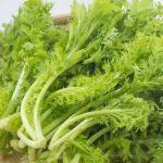 わさび菜